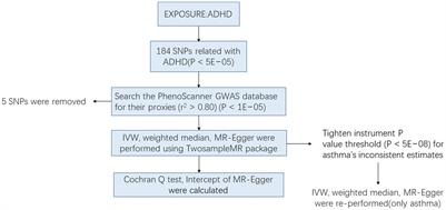 Associations between attention-deficit/hyperactivity disorder and allergic diseases: a two-sample Mendelian randomization study